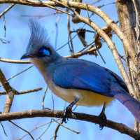 Crested Coua